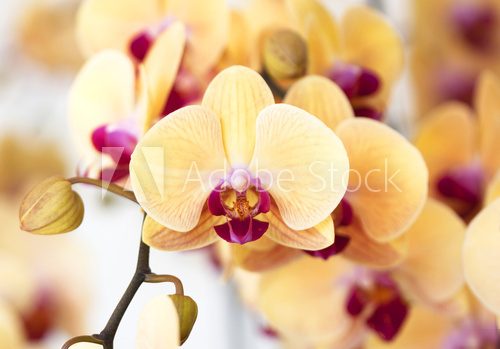 Orchidea z żółcieniami na TY Fototapety do Sypialni Fototapeta