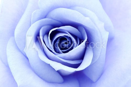 Delikatny błękit róży Fototapety do Sypialni Fototapeta