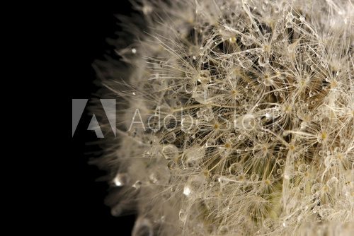 Beautiful dandelion with seeds on black background  Dmuchawce Fototapeta