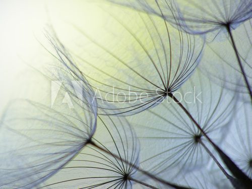 dandelion seed  Dmuchawce Fototapeta