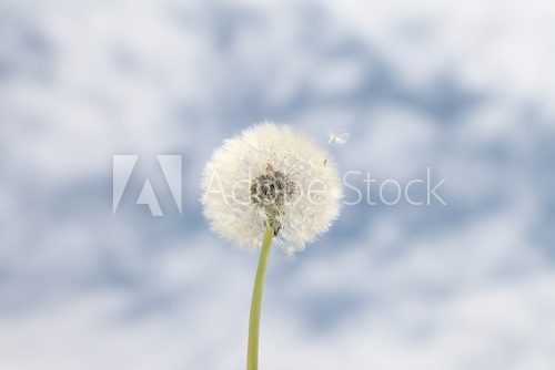 dandelion background blue sky  Dmuchawce Fototapeta