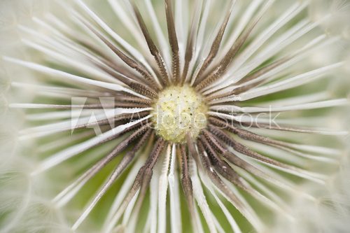 Dandelion seed cap ready to fly away,  Dmuchawce Fototapeta