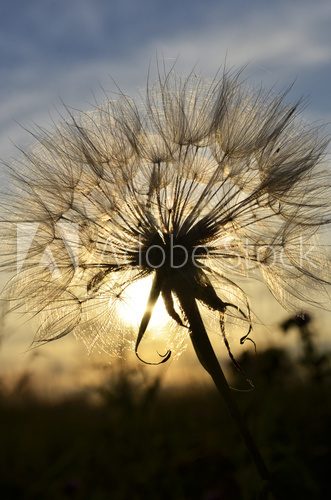 dandelion at sunset  Dmuchawce Fototapeta