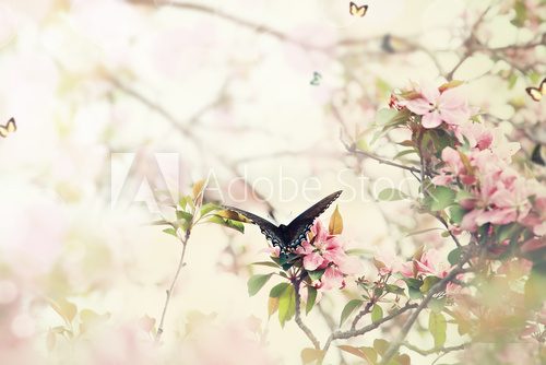 Swallowtail in Spring  Motyle Fototapeta