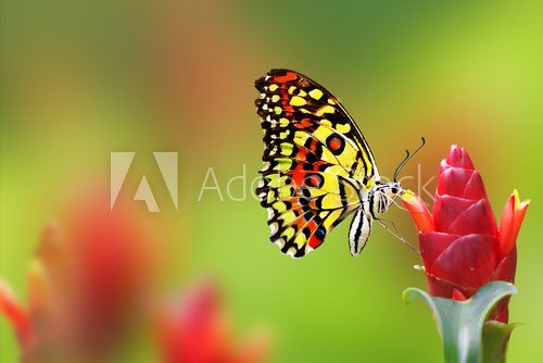 Monarch Butterfly  Motyle Fototapeta