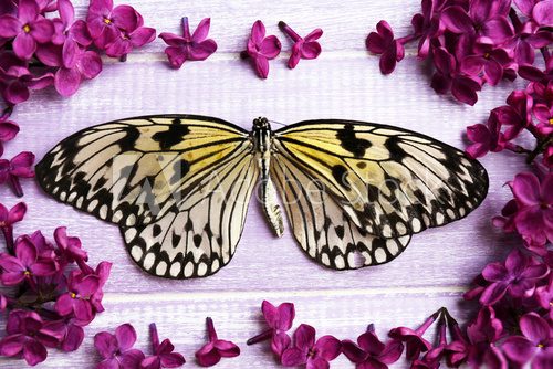 Beautiful lilac flowers and butterfly on wooden background  Motyle Fototapeta