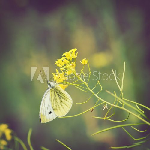 Butterfly on wildflowers  Motyle Fototapeta
