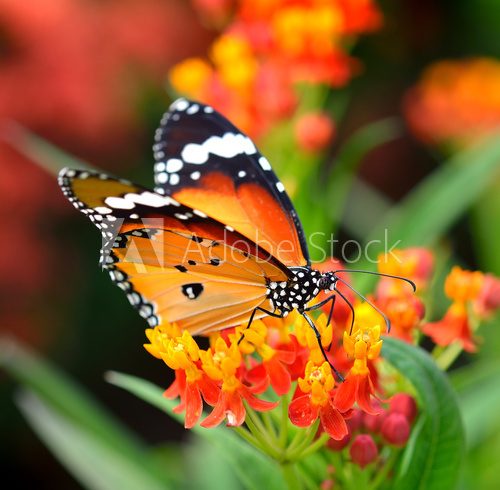 Butterfly on orange flower in the garden  Motyle Fototapeta