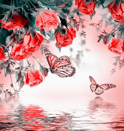Bouquet of delicate roses and butterfly, floral background  Motyle Fototapeta