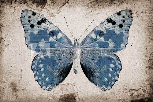 Grunge background  Motyle Fototapeta