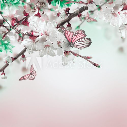 Apricot flowers in spring, floral background  Motyle Fototapeta
