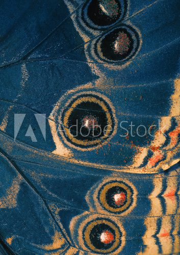 butterfly blue wing bottom side  Motyle Fototapeta