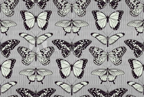 Butterfly pattern background  Motyle Fototapeta