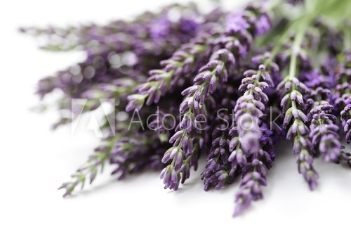 lavender flowers  Prowansja Fototapeta