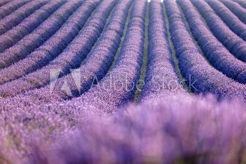 Lavender field during sunrise  Prowansja Fototapeta