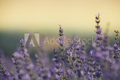 lavender field  Prowansja Fototapeta