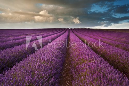 Beautiful lavender field landscape with dramatic sky  Prowansja Fototapeta