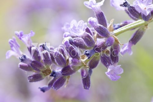 fresh lavender flower close up  Prowansja Fototapeta
