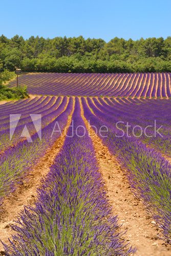 Landscape with lavender  Prowansja Fototapeta