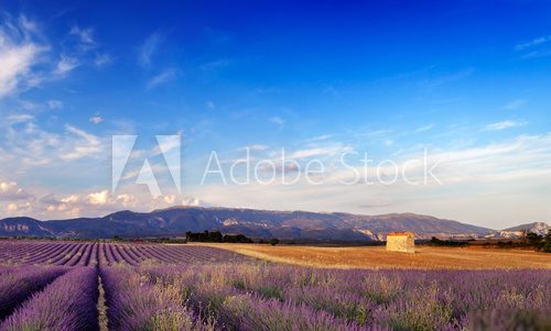 Lavender field in Provence, France  Prowansja Fototapeta