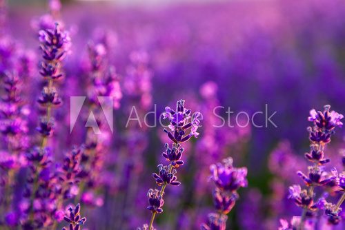 Lavender field in Tihany, Hungary  Prowansja Fototapeta