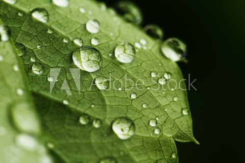 Zielone liście wśród wodnych plam Fototapety do Łazienki Fototapeta