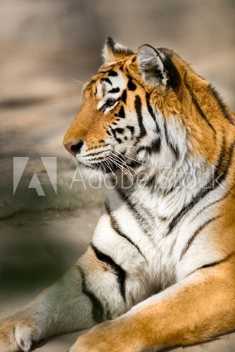 Amur tiger  Plakaty do Salonu Plakat