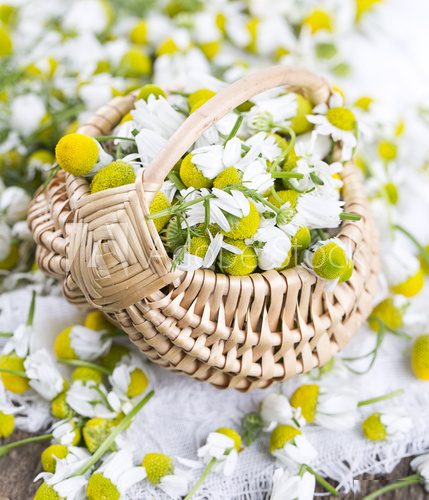 chamomile flowers in basket on wooden surface  Plakaty do Salonu Plakat