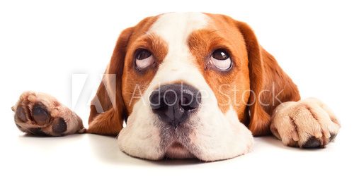 beagle head isolated on white  Plakaty do Salonu Plakat