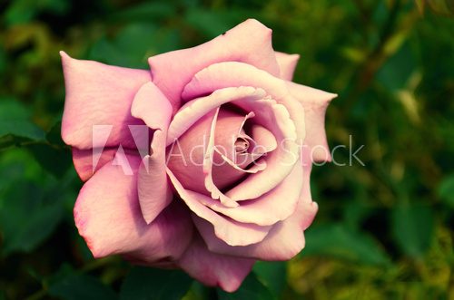 Light pink rose large  Plakaty do Sypialni Plakat