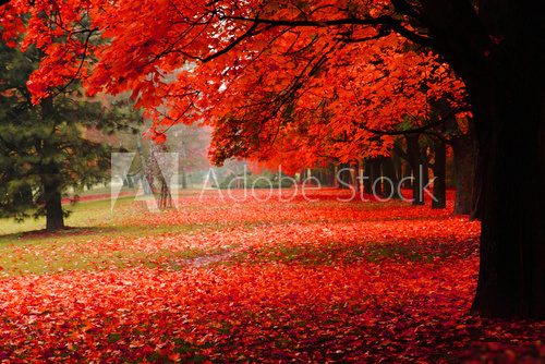 red autumn in the park  Plakaty do Sypialni Plakat