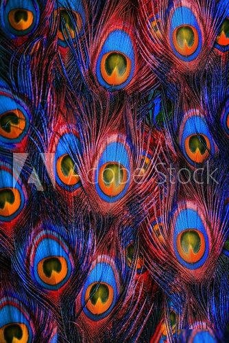 Colorful peacock feathers background  Plakaty do Sypialni Plakat
