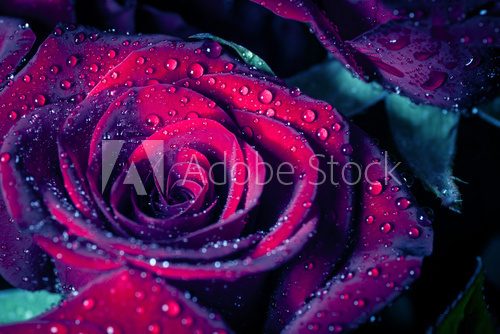 Rose with water drops. Toned image.  Plakaty do Sypialni Plakat