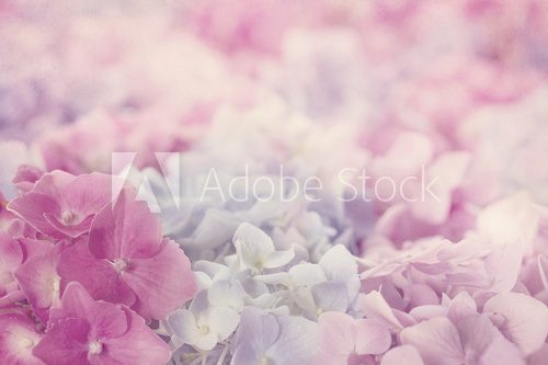 Pink hydrangea flowers  Plakaty do Sypialni Plakat