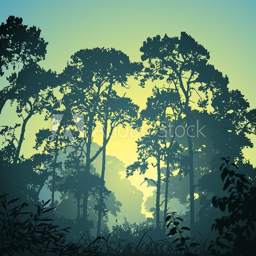 A Forest Landscape with Trees and Sunset Sunrise  Na meble Naklejka