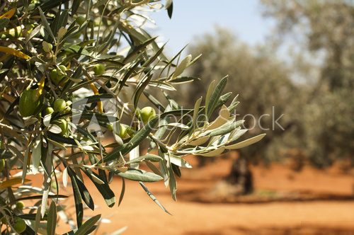 Olive plantation and olives on branch  Obrazy do Kuchni  Obraz