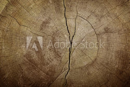 wood texture  Tekstury Fototapeta