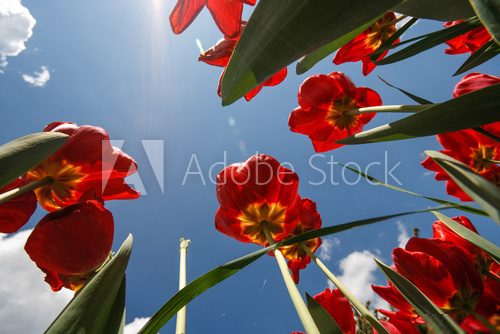 The sky from the ground between tulips  Na sufit Naklejka