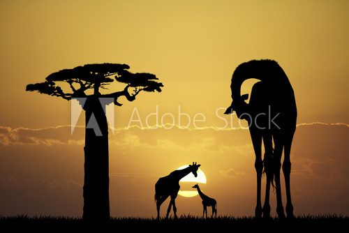 Giraffe at sunset  Afryka Fototapeta