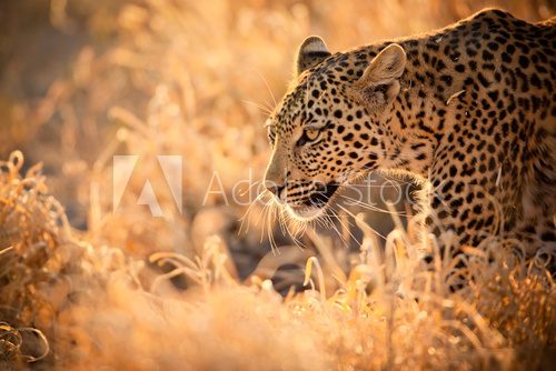 Leopard Walking at Sunset  Afryka Fototapeta