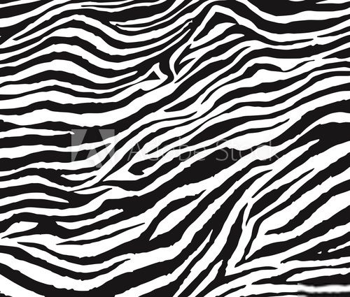 Monochromatyczna zebra Afryka Fototapeta
