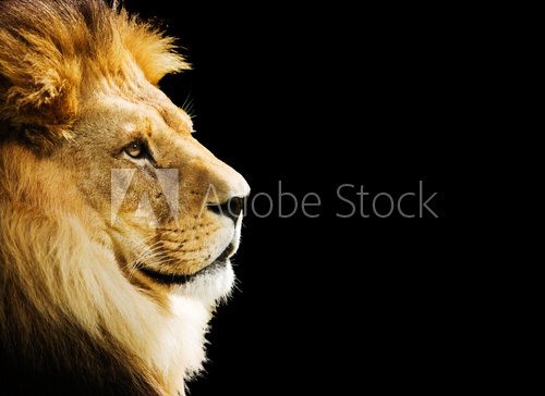 Lion portrait with copy space on black background  Afryka Fototapeta