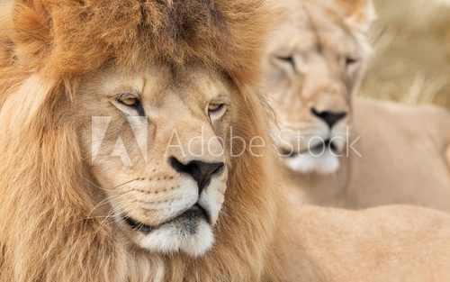 Vigilant lion and lioness  Afryka Fototapeta