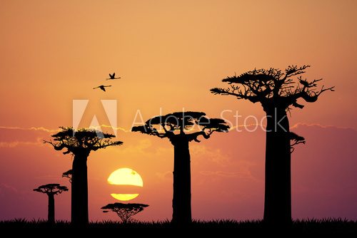 baobab silhouette at sunset  Afryka Fototapeta