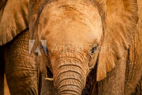 Baby elephant full frame  Afryka Fototapeta