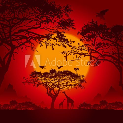 African sunset  Afryka Fototapeta