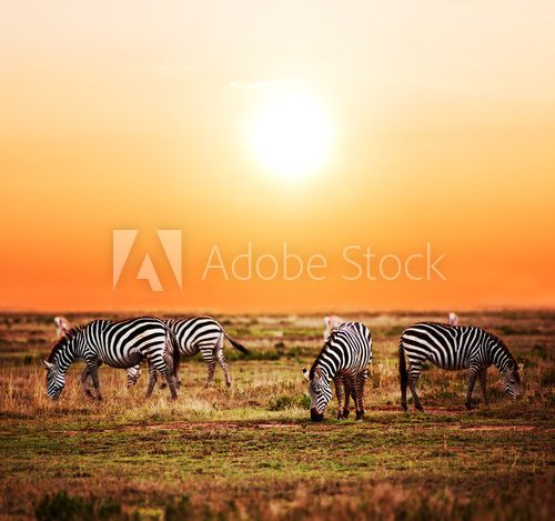 Zebras herd on African savanna at sunset. Safari in Serengeti  Afryka Fototapeta
