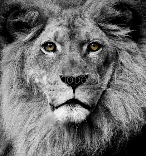 Lion eyes  Afryka Fototapeta
