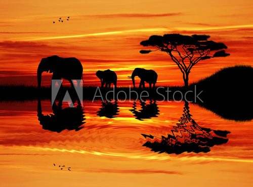 Elephant silhouette at sunset  Afryka Fototapeta
