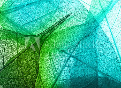Macro leaves background texture  Obrazy do Salonu Obraz